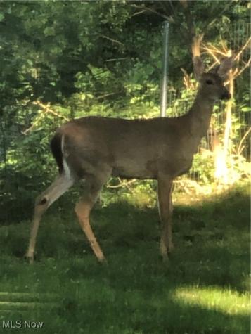 5890 Ruple Brook Park OH 44142