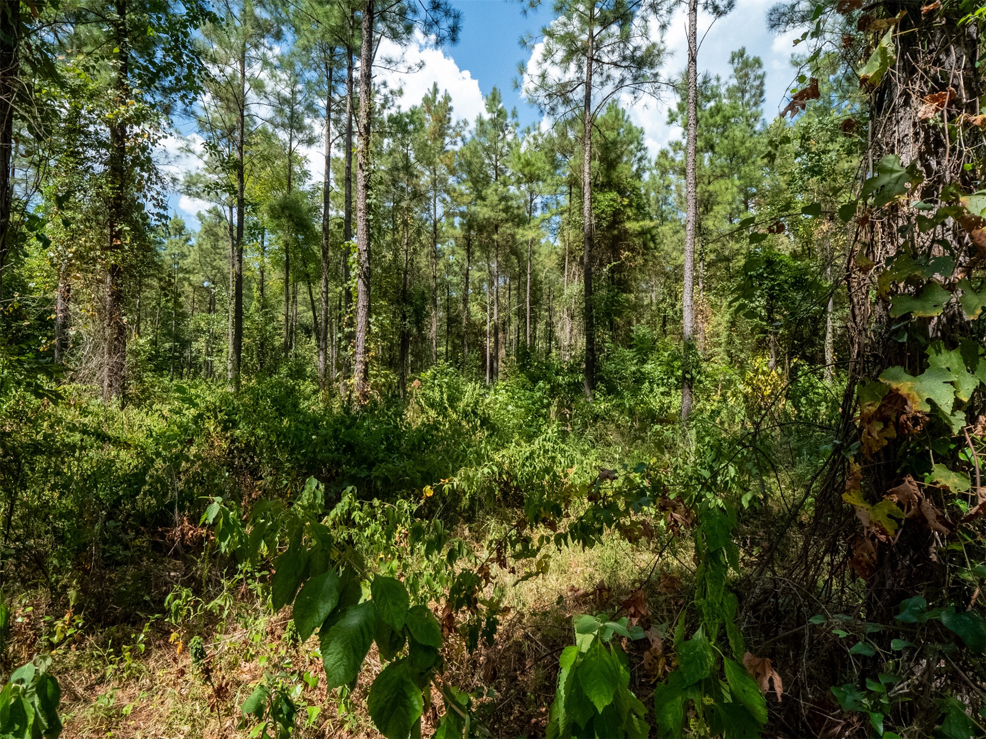 Indian Trail Smithville OK 74957