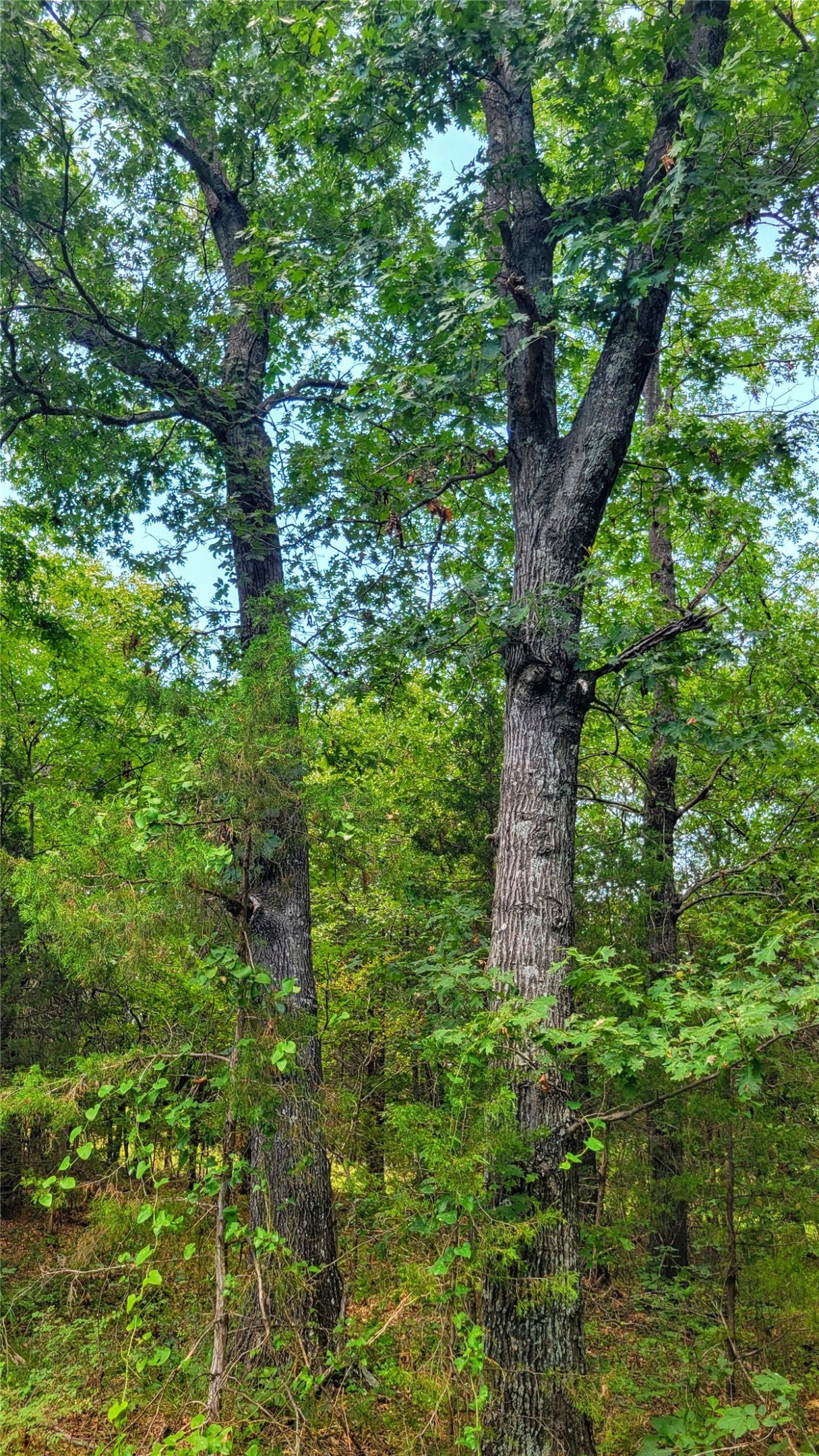 County Road 1475 Francis OK 74844