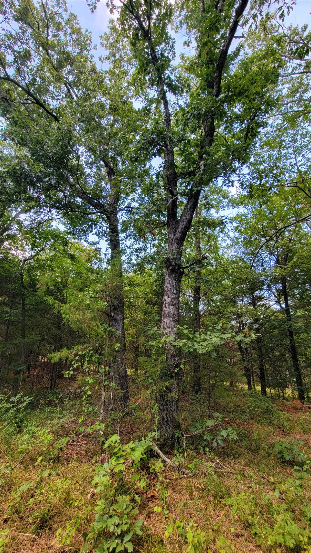 County Road 1475 Francis OK 74844
