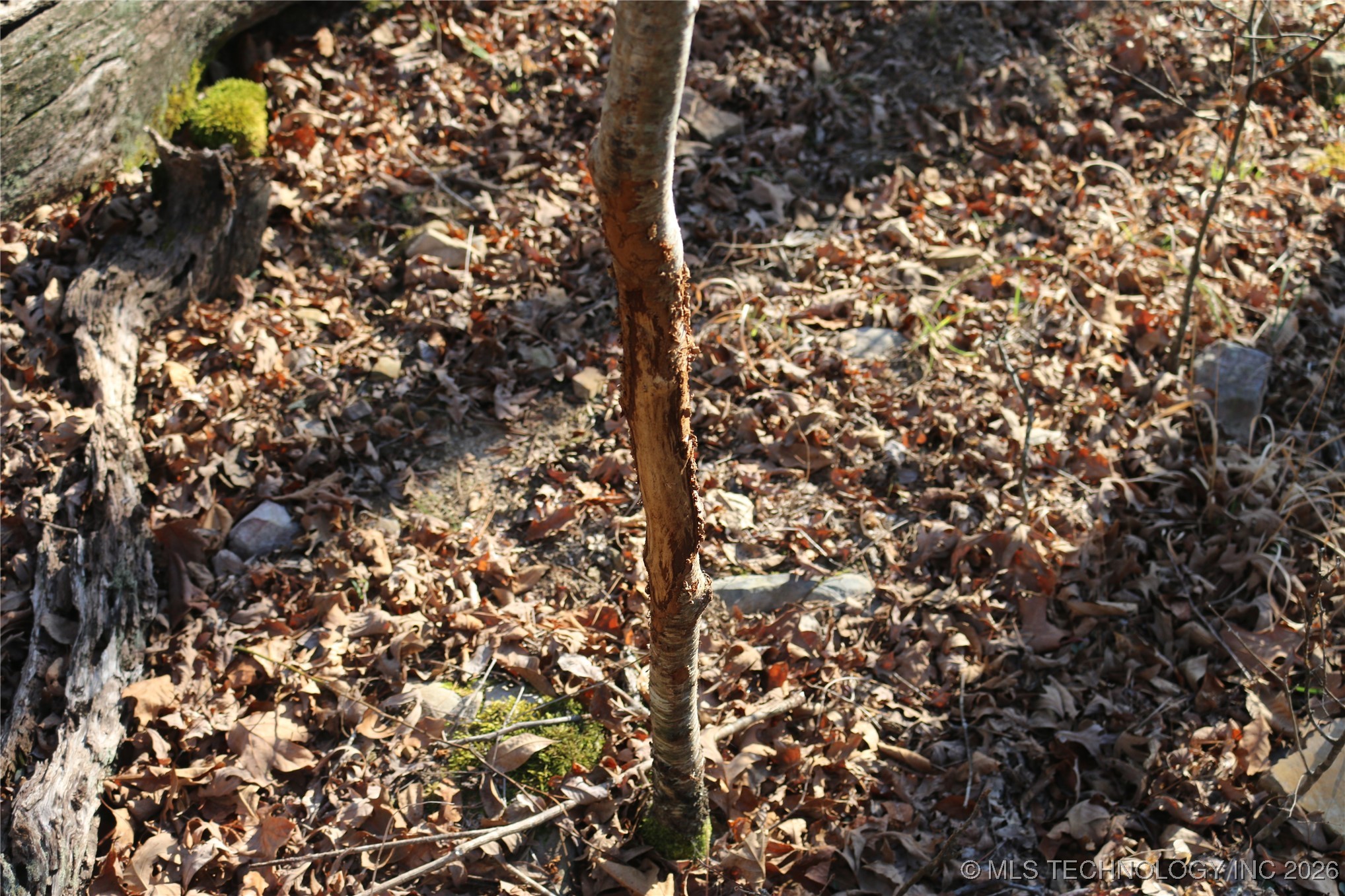 Marsh Loop Smithville OK 74957