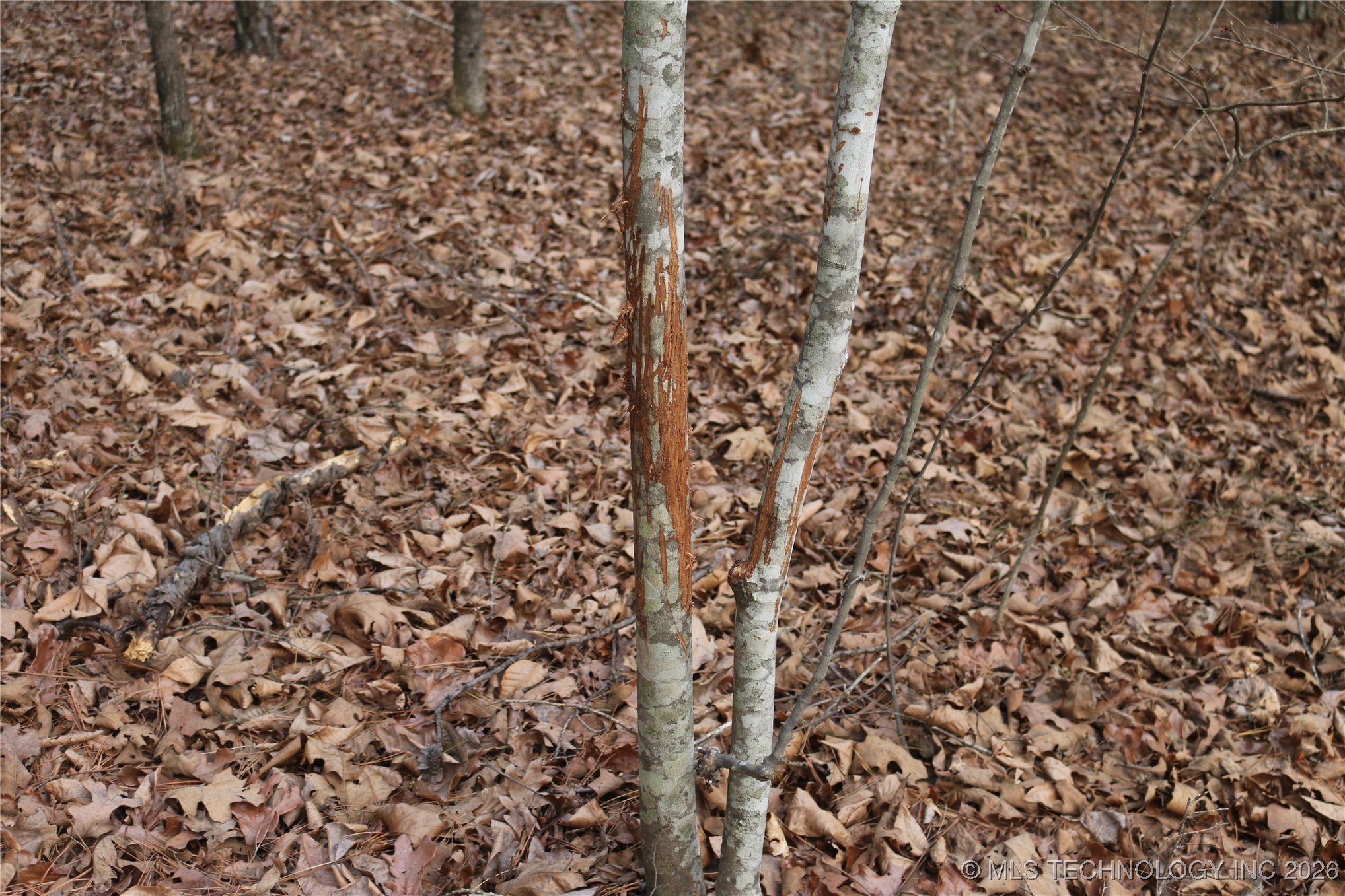 Marsh Loop Smithville OK 74957