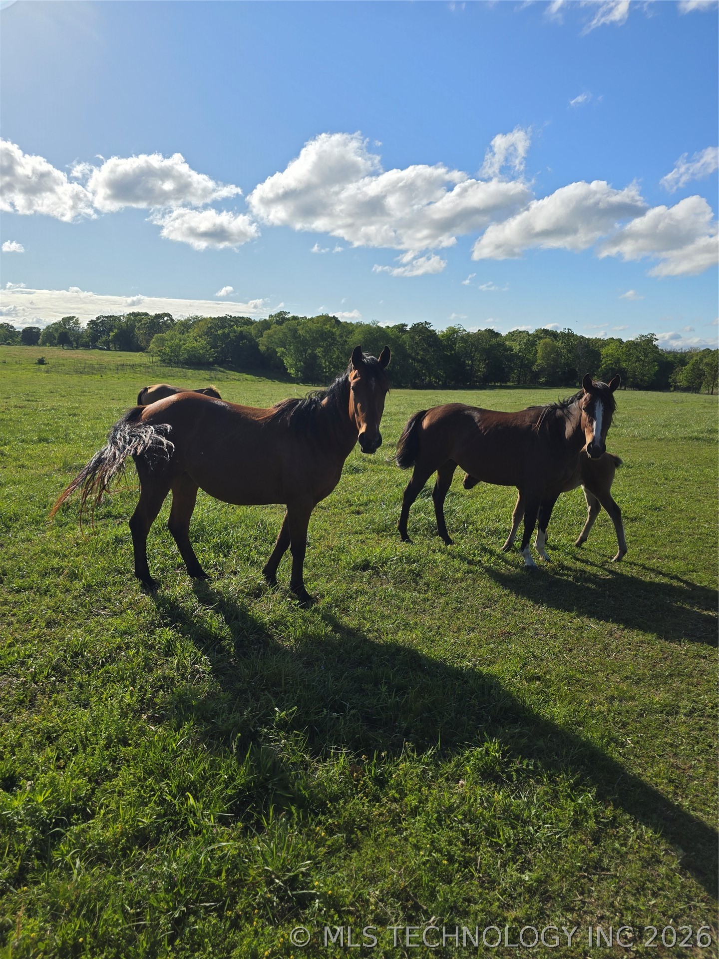 7885 E 590 Road Locust Grove OK 74352