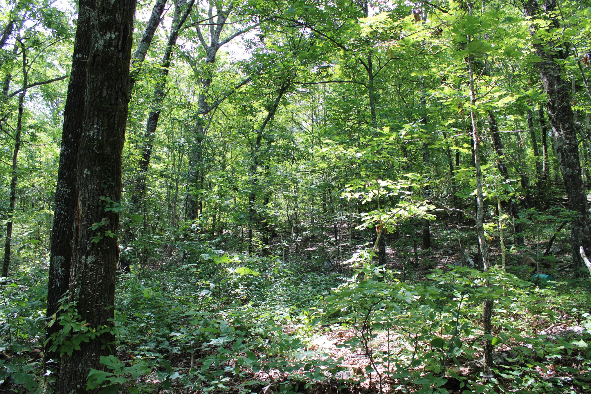 Buffalo Mountain Road Talihina OK 74571