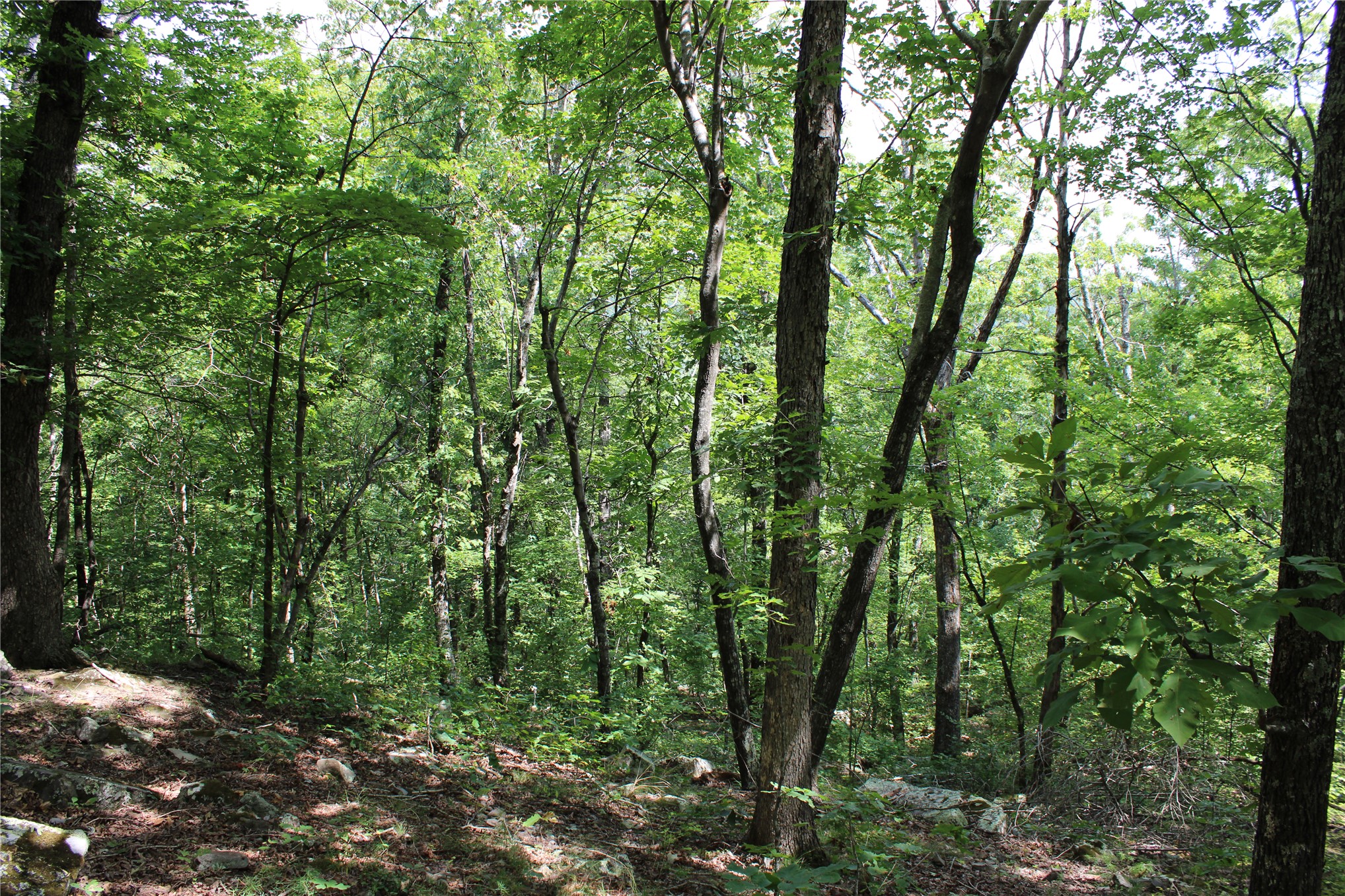 Buffalo Mountain Road Talihina OK 74571