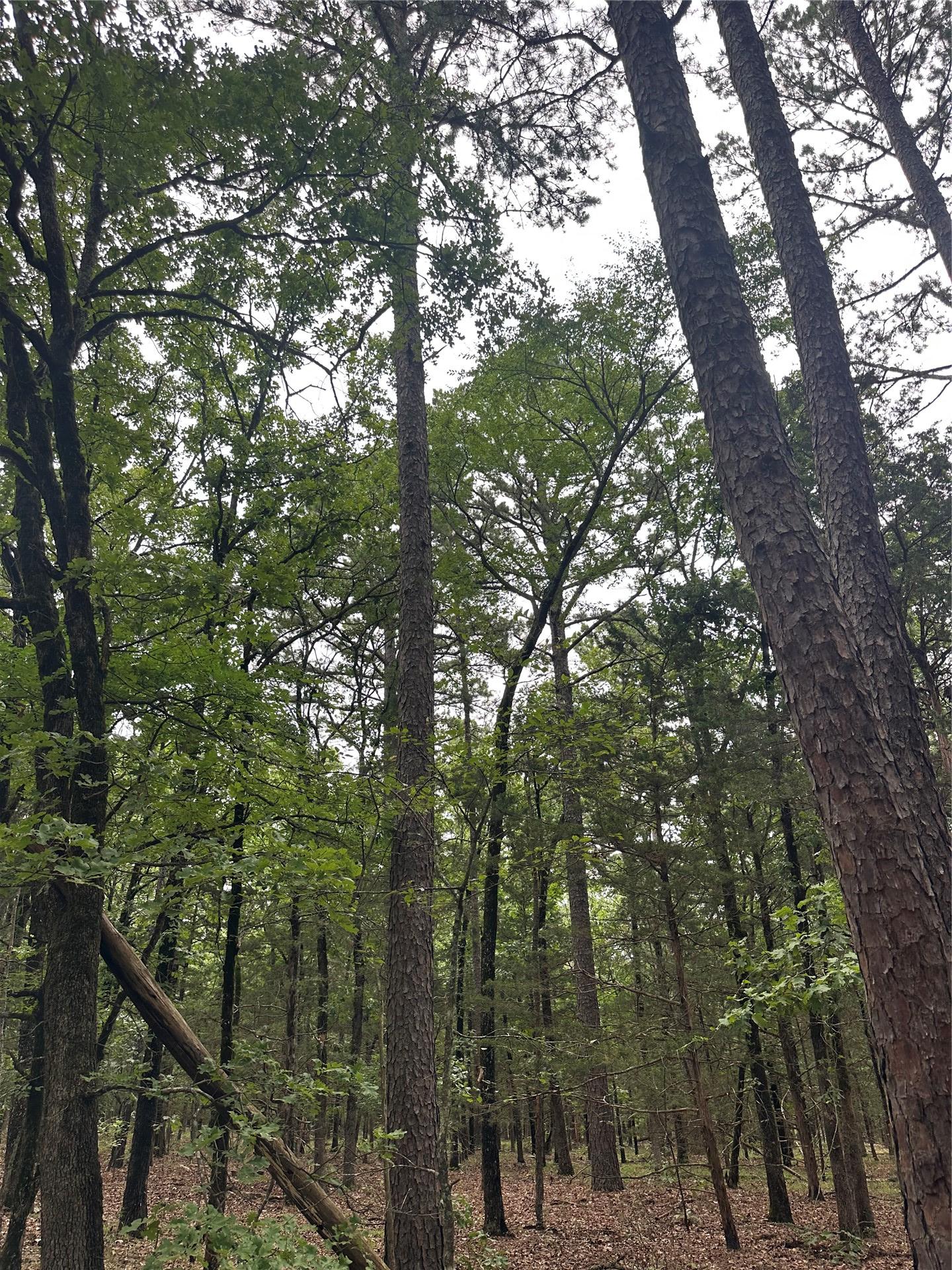 001 Johns Valley Road Moyers OK 74557