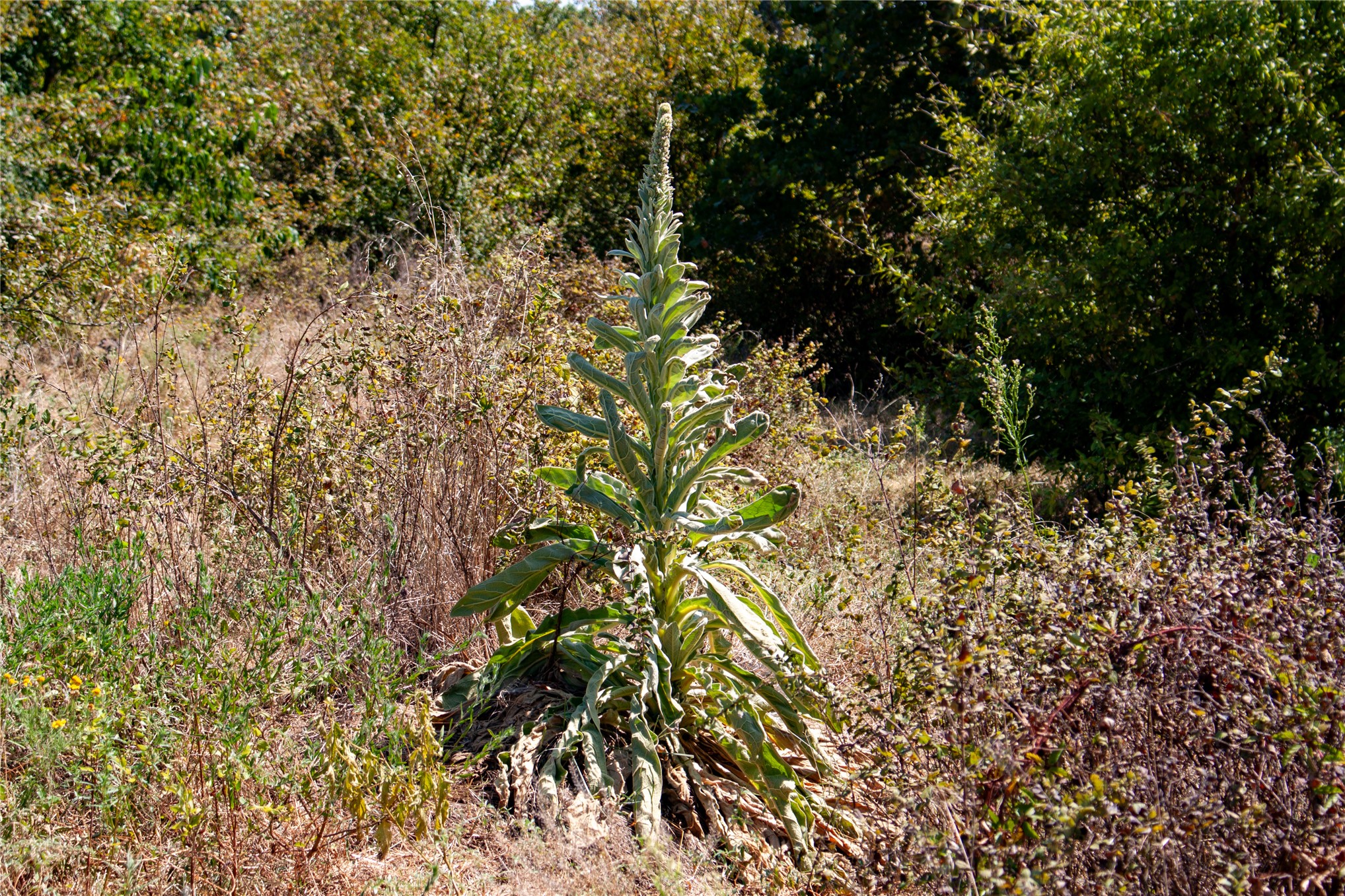 0000 3870 Road Weleetka OK 74880