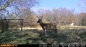 E County Road 1185 Wetumka OK 74883