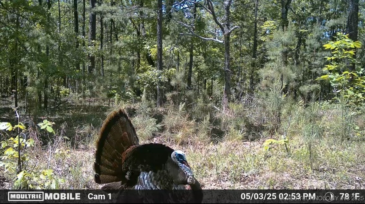 1 Hulsey Prairie Panola OK 74559