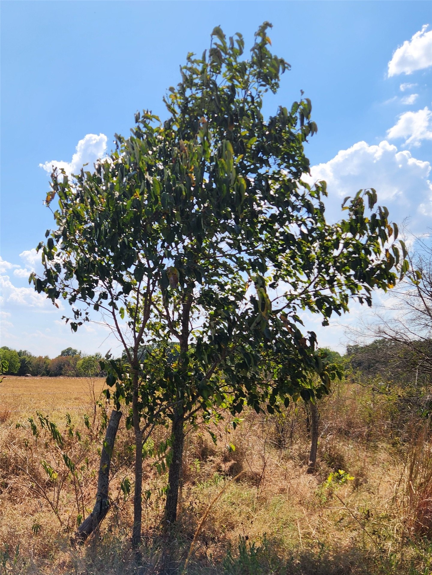 Arnett Road Bokchito OK 74726