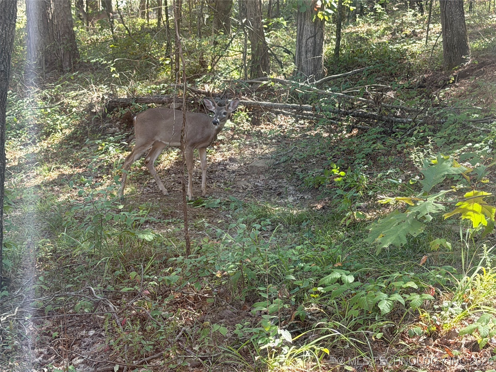 4 Goats Bluff Road Wister OK 74966