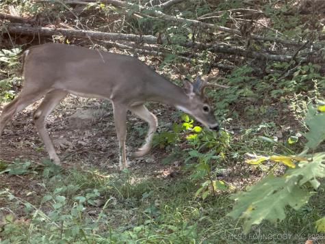 4 Goats Bluff Road Wister OK 74966