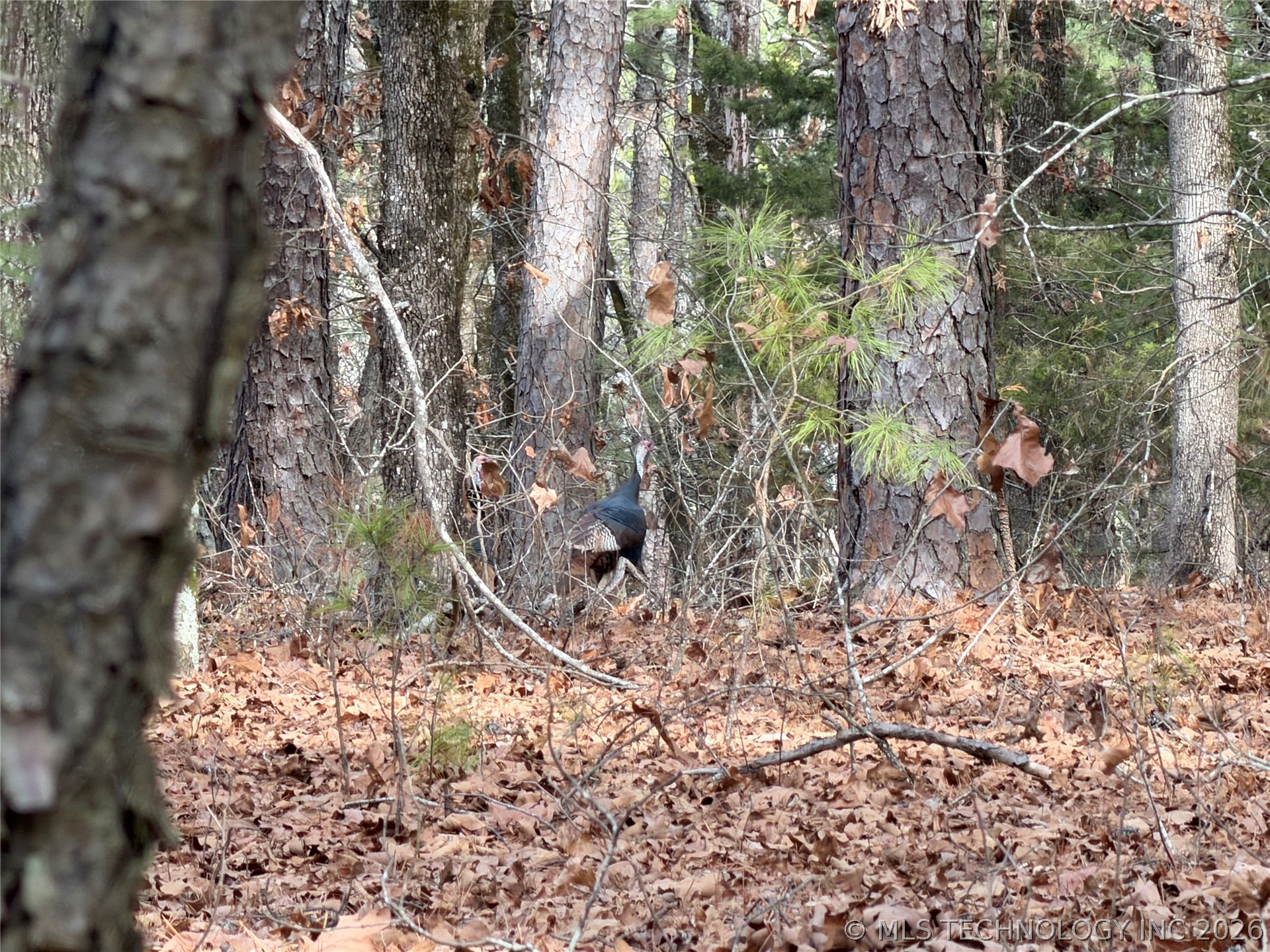 386 NE A Antlers OK 74523