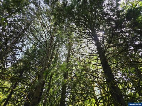 Lot 500 Lewis Cemetery Road Silverton OR 97381