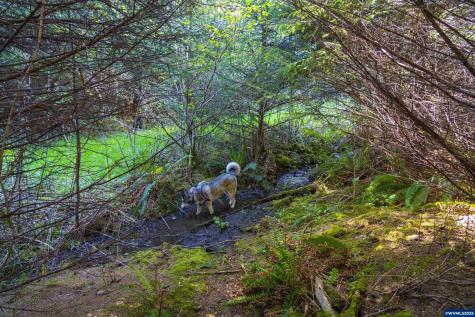 Lot 100 Elmer Miller Road Siletz OR 97380