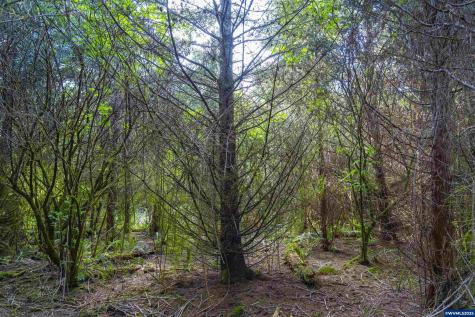 Lot 100 Elmer Miller Road Siletz OR 97380