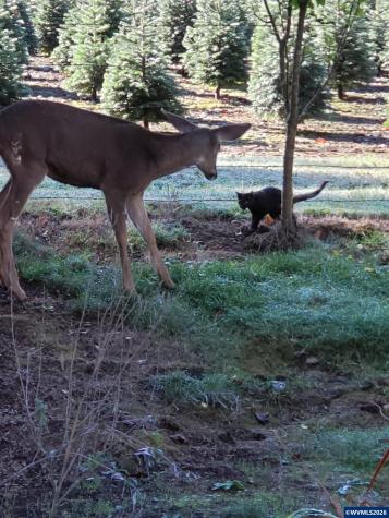 24680 N Santiam Highway SE Lyons OR 97358