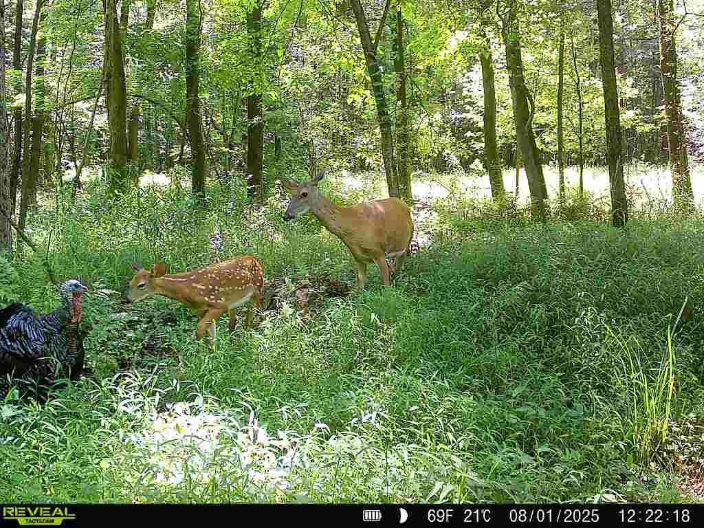 0 Sr 258 Liberty Township PA 16127