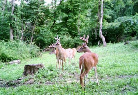 5450 Route 711 Fairfield Township PA 15944