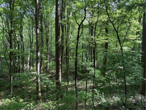 Lot 1c Cottonwood Road Bullskin Township PA 15610