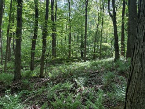 Lot 1c Cottonwood Road Bullskin Township PA 15610