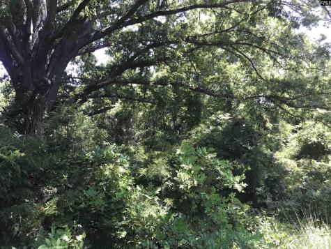 4910 Woodbrier Street Columbia SC 29203