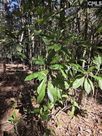 17 Five Bridges Road Camden SC 29020