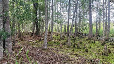 00 Goldenrod Drive Barnwell SC 29812
