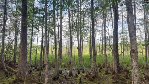 00 Goldenrod Drive Barnwell SC 29812