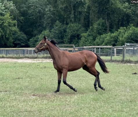 2224 Carter Street Tract C Camden SC 29020
