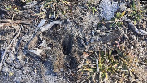 Tbd Epps Road Manning SC 29102