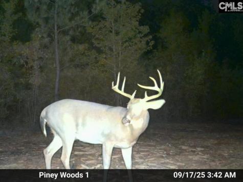 900 Piney Wood Road Saluda SC 29138