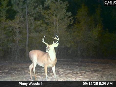 900 Piney Wood Road Saluda SC 29138