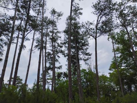 107 Lorick Circle Lexington SC 29072