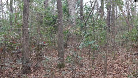 291 Big Timber Drive Lexington SC 29073