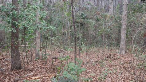 291 Big Timber Drive Lexington SC 29073