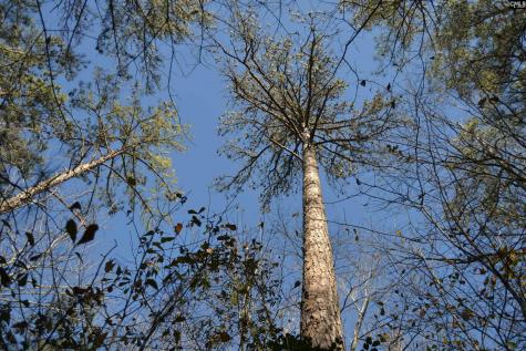 4051 Hard Scrabble Road Columbia SC 29223