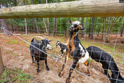 234 Equine Drive Saluda SC 29138