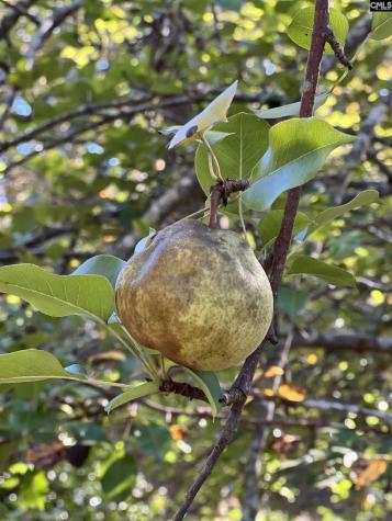 241 Rose Creek Lane Columbia SC 29229