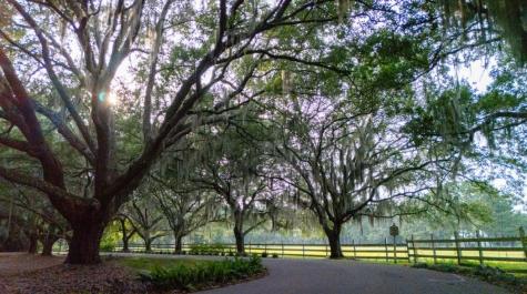 313 Rossdhu Avenue Pawleys Island SC 29585