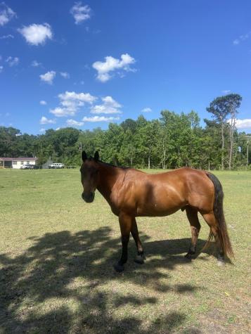 163 Keans Neck Road Seabrook SC 29940