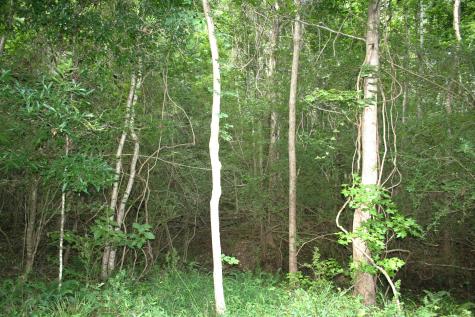 0 Kitfield Road Moncks Corner SC 29461