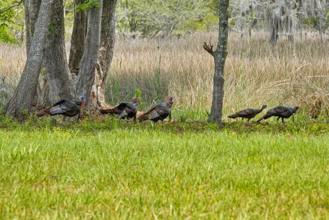 2571 Bryans Dairy Road Johns Island SC 29455