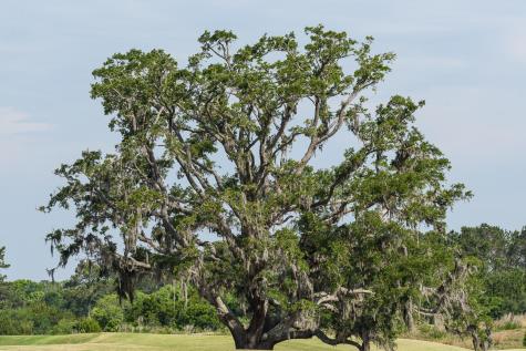 4066 Gnarled Oaks Lane Johns Island SC 29455