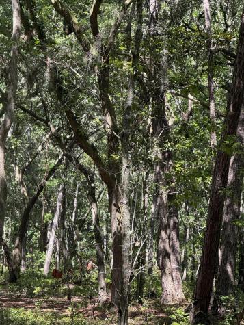 3934 Gnarled Oaks Lane Johns Island SC 29455
