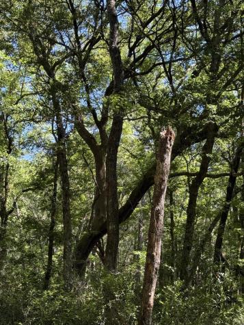 3934 Gnarled Oaks Lane Johns Island SC 29455