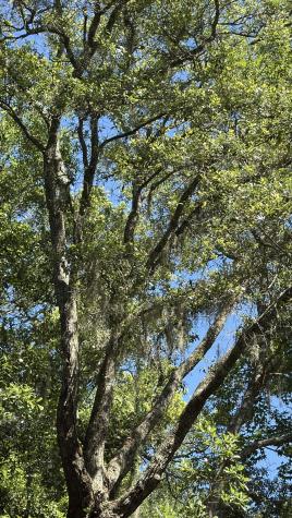 3934 Gnarled Oaks Lane Johns Island SC 29455