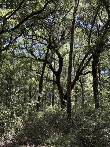 3934 Gnarled Oaks Lane Johns Island SC 29455