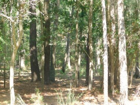 8662 Palmetto Road Edisto Island SC 29438