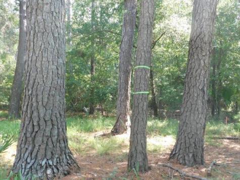 8662 Palmetto Road Edisto Island SC 29438